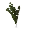 Bukett Eucalyptus Populus Preserverad 70cm Grön