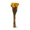 Bukett Helichrysum Torkad 50cm Gul