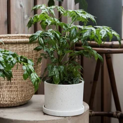 Kruka/Fat Polystone 13cm Vit