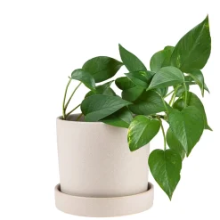 Kruka/Fat Stengods 17,5cm Beige