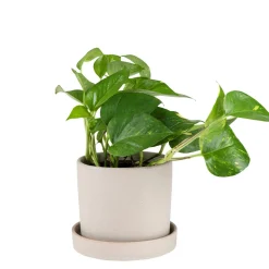 Kruka/Fat Stengods 14cm Beige